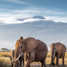 Herd of large African elephants walking in front of Mount Kili / Tiere