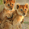 lion cubs cuddling / Tiere