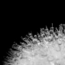 Close up of dew drops on a dandelion, black and white / Schwarz / Weiß