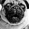 Black and white closeup portrait of a pug with large  / Schwarz / Weiß