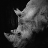 Portrait of Rhinoceros in black and white on black ba / Schwarz / Weiß