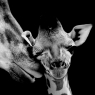 Mom And Baby Giraffe Face Black Background / Schwarz / Weiß