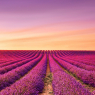 Lavender flowers blooming fields at sunset. Valensole, Provenc / Natur