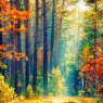 Autumn forest nature. Vivid morning in colorful forest with su / Natur