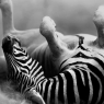 Zebra rolling in the dust (Artistic processing) / Tiere