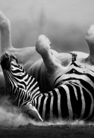 Zebra rolling in the dust (Artistic processing)