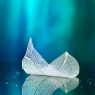 White transparent leaf on mirror surface with reflection on tu / Natur