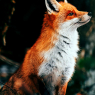 Beautiful red fox portrait in the wild forest / Tiere