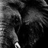 powerful image of an Elephant in black and white / Tiere