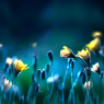 Floral summer spring background. Yellow dandelion flowers clos / Natur