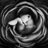 Abstract flowers black and white background / Schwarz / Weiß