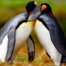 King penguin couple cuddling in wild nature, green background. / Tiere