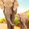 African Bush Elephants - Loxodonta africana family walking on  / Tiere