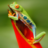 Red-eyed Tree Frog, Agalychnis callidryas, animal with big red / Tiere