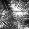 beautiful palms leaf on white background / Schwarz / Weiß