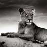 Lioness on desert dune (Artistic processing) / Tiere
